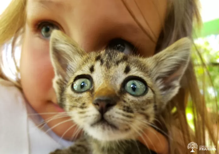 Reino animal