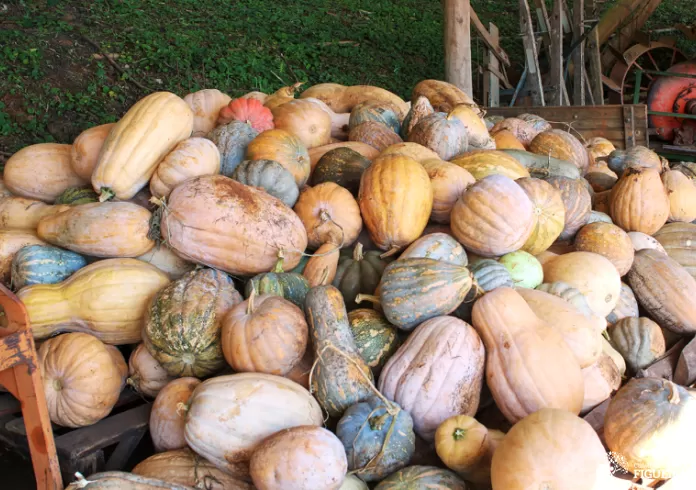 Alimentação